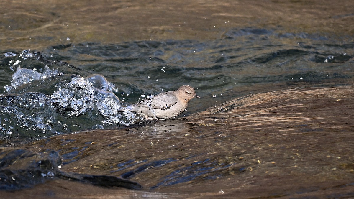 Пронурок сірий - ML649968448