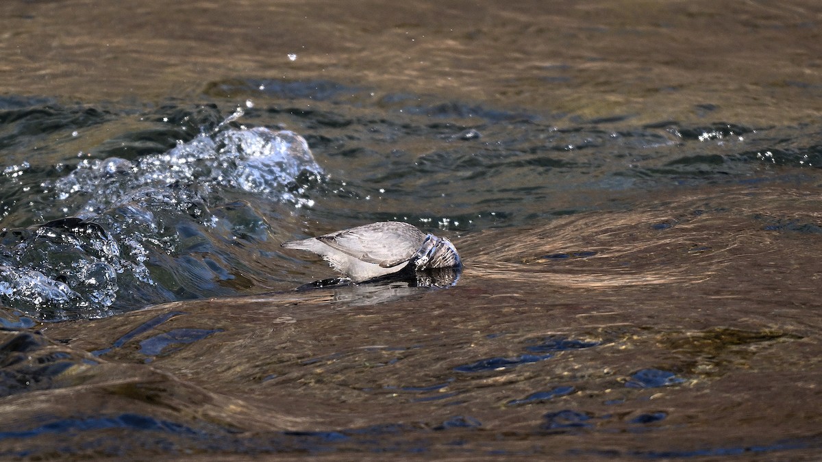 Пронурок сірий - ML649968488
