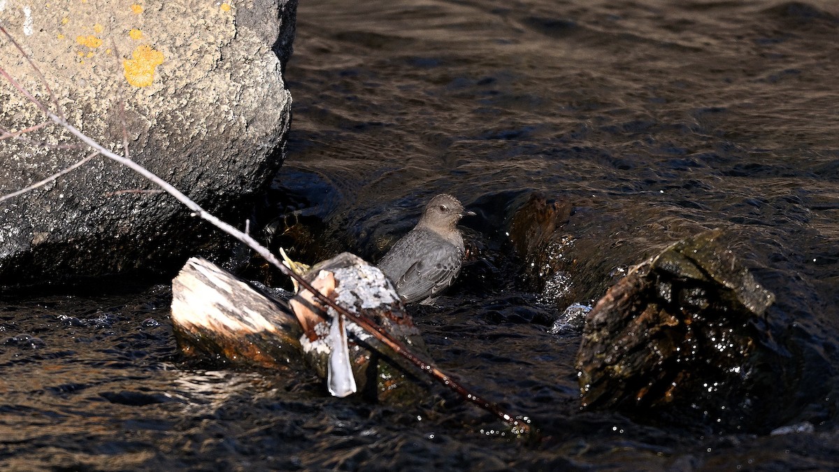 Пронурок сірий - ML649968496