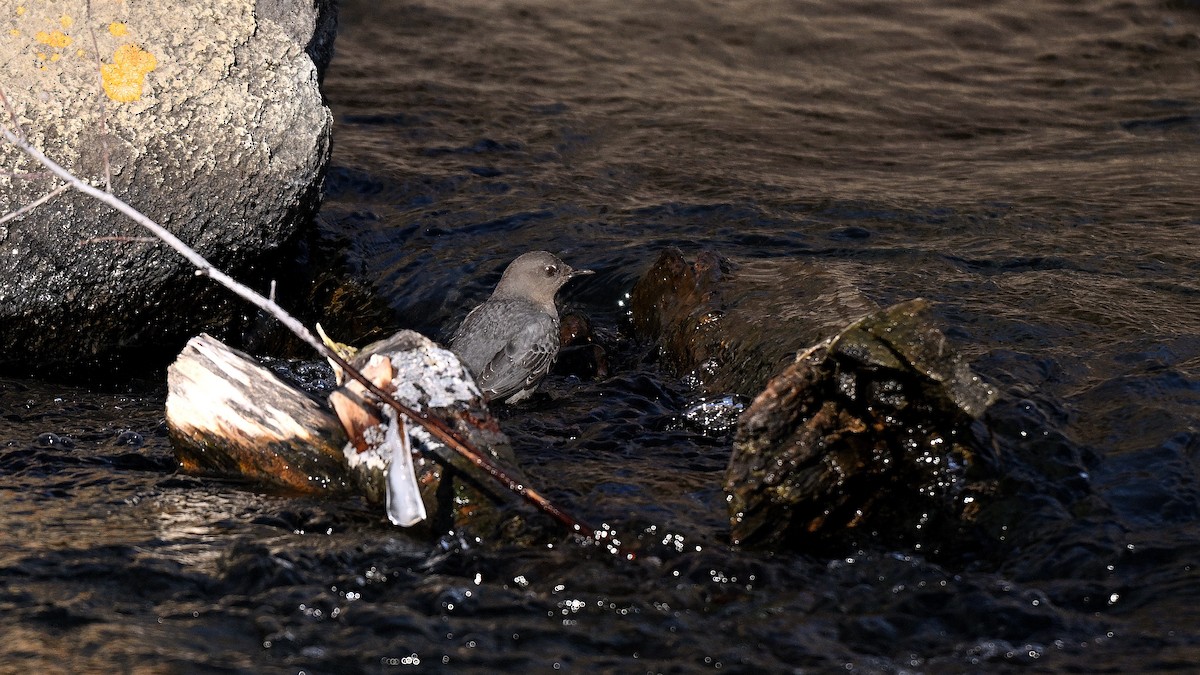 Пронурок сірий - ML649968499