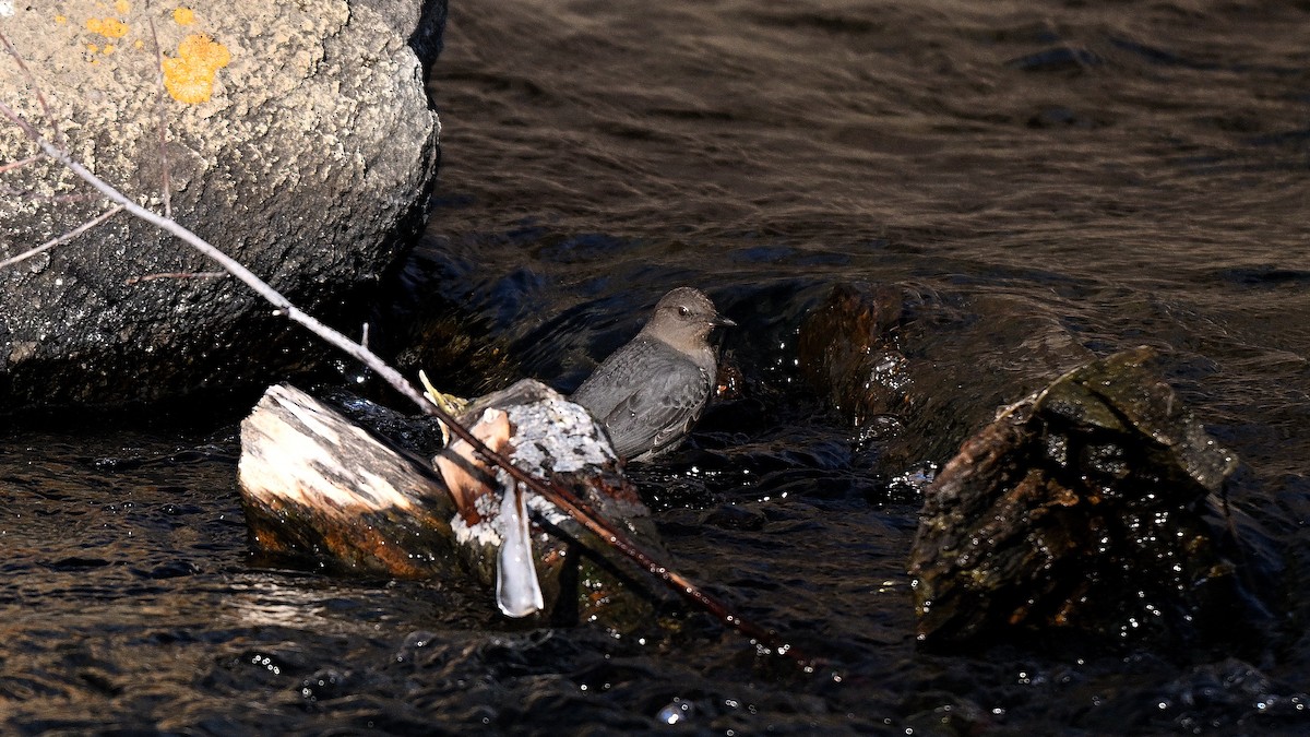 Пронурок сірий - ML649968522