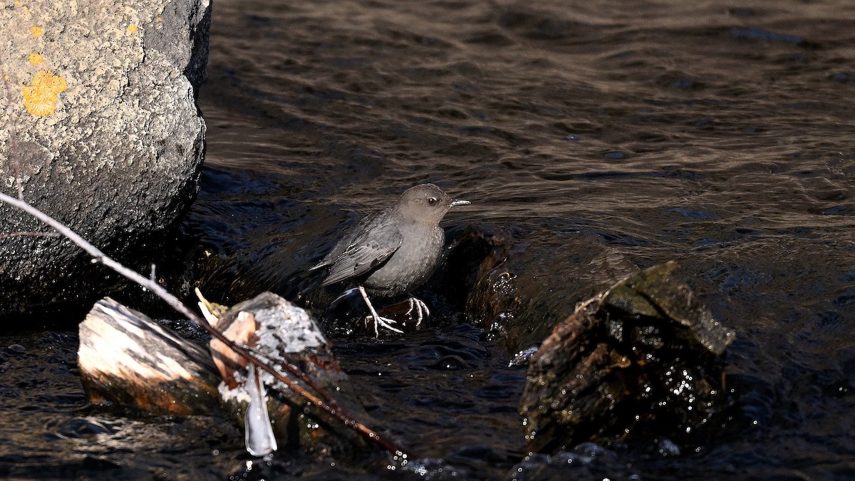 Пронурок сірий - ML649968538