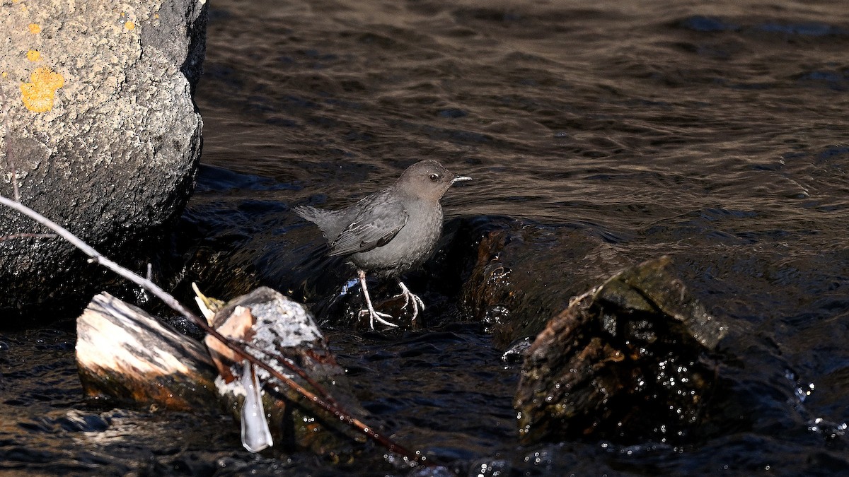 Пронурок сірий - ML649968540