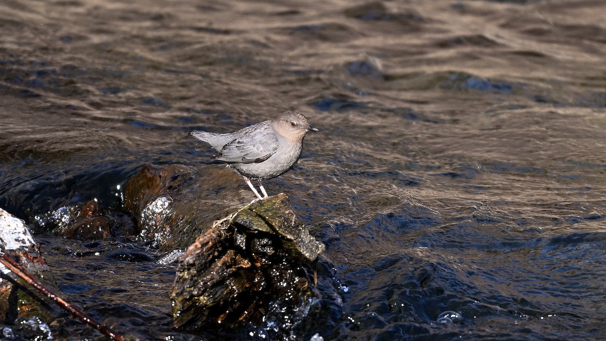 Пронурок сірий - ML649968548