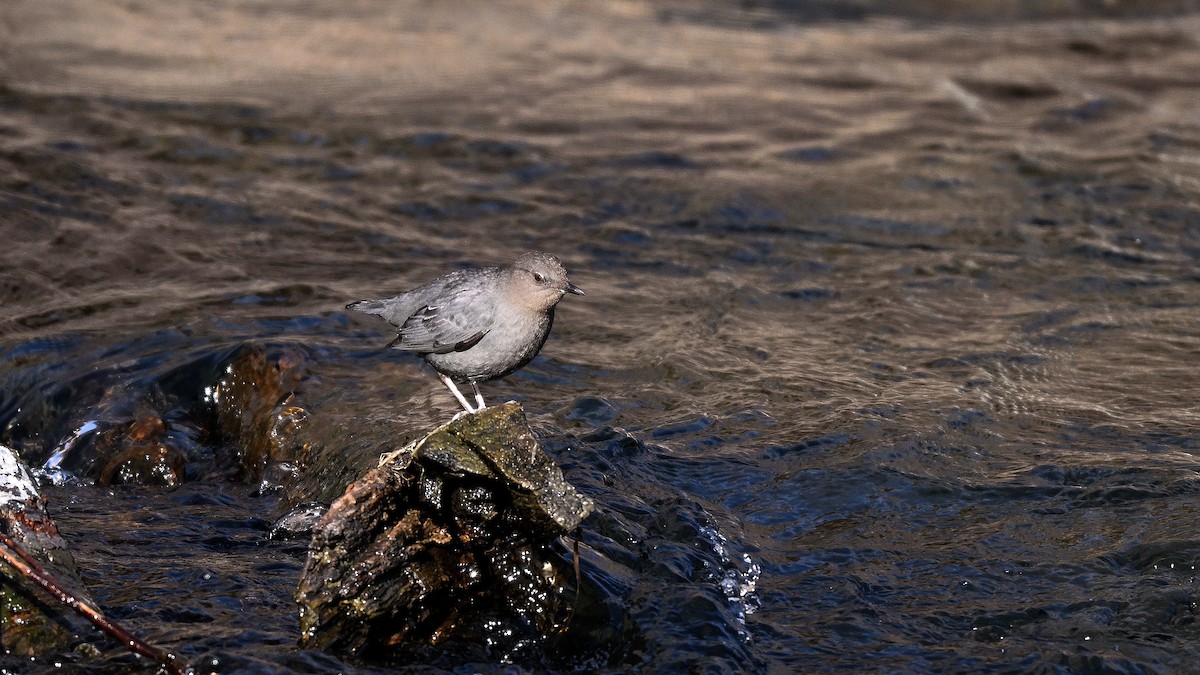 Пронурок сірий - ML649968567