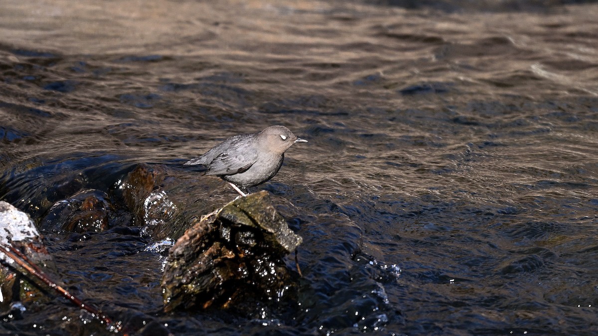 Пронурок сірий - ML649968569