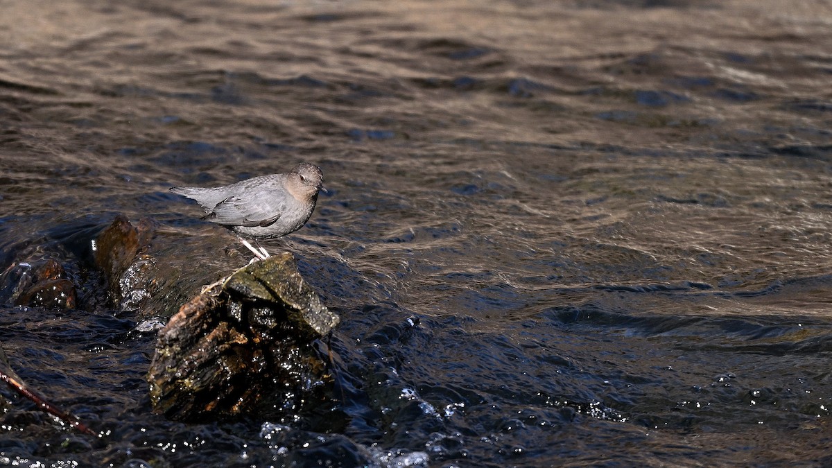 Пронурок сірий - ML649968570