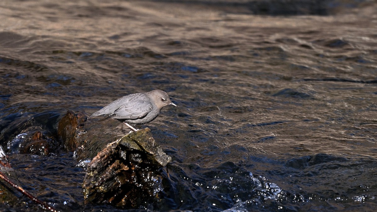 Пронурок сірий - ML649968619