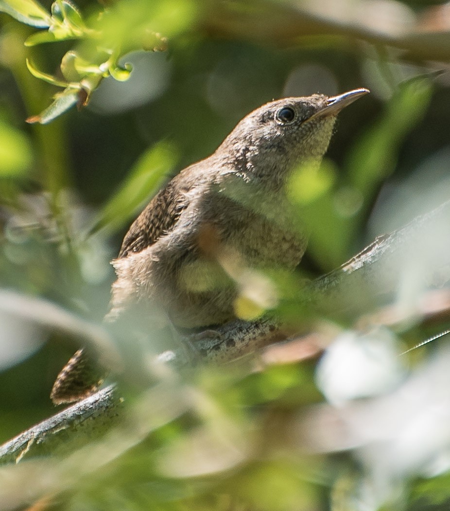 House Wren - ML64996931