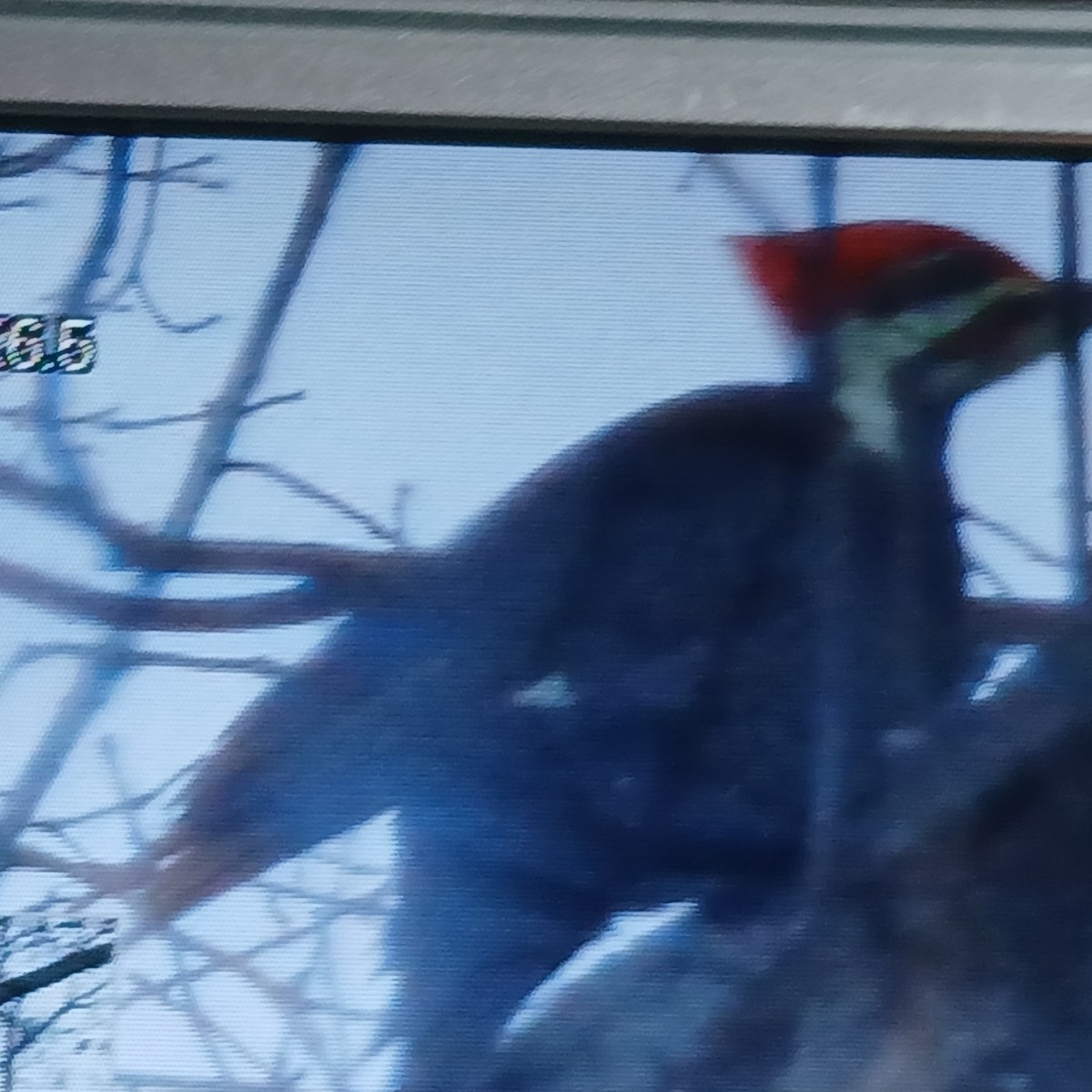 Pileated Woodpecker - ML649970202
