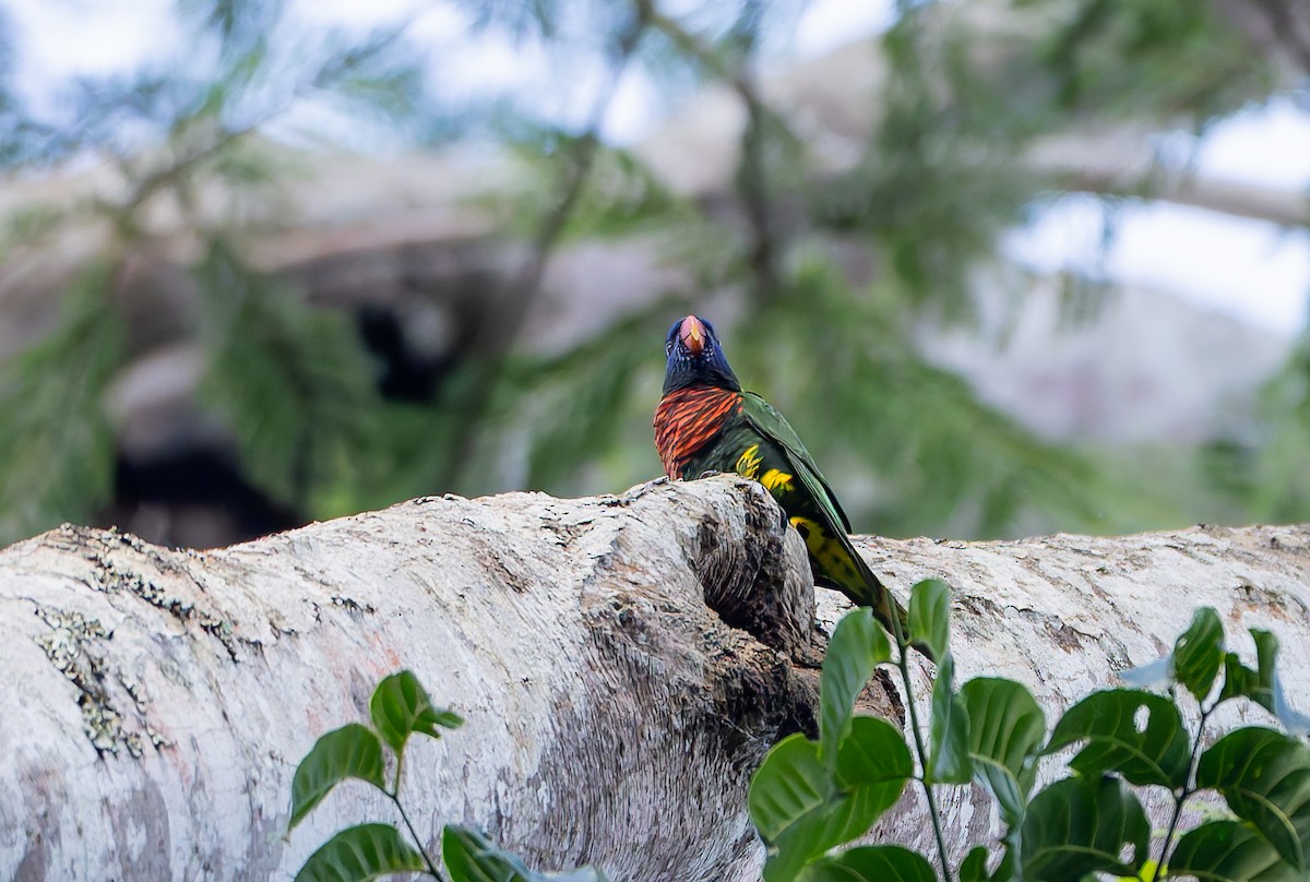 Coconut Lorikeet - ML649970218