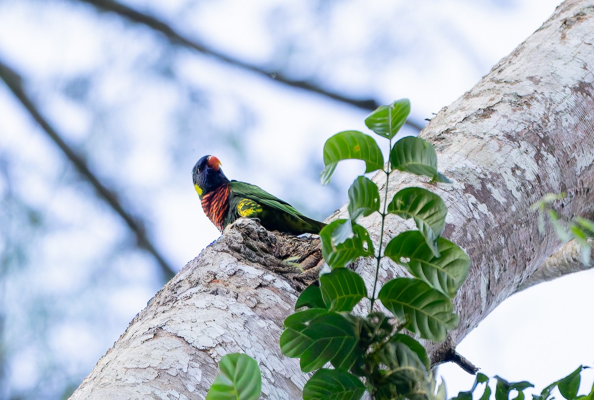 Coconut Lorikeet - ML649970219