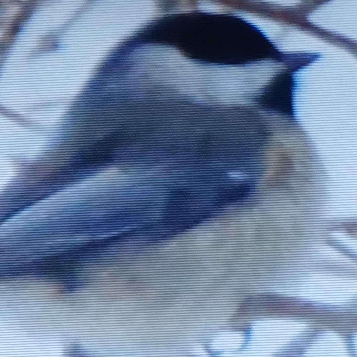 Carolina Chickadee - ML649970240