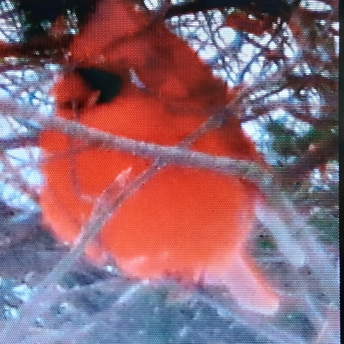 Northern Cardinal - ML649970531