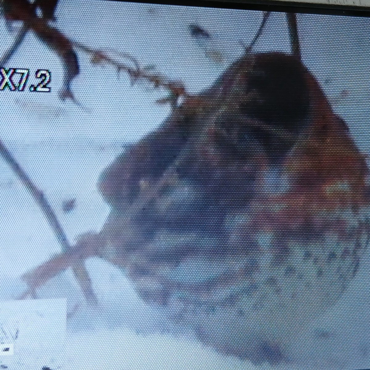 Fox Sparrow - ML649970566