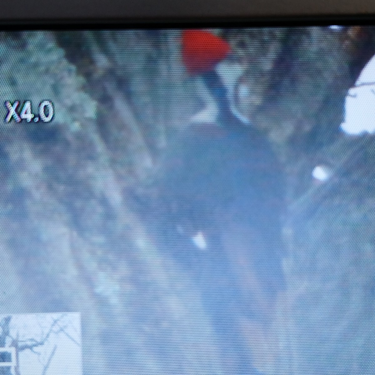 Pileated Woodpecker - ML649970681