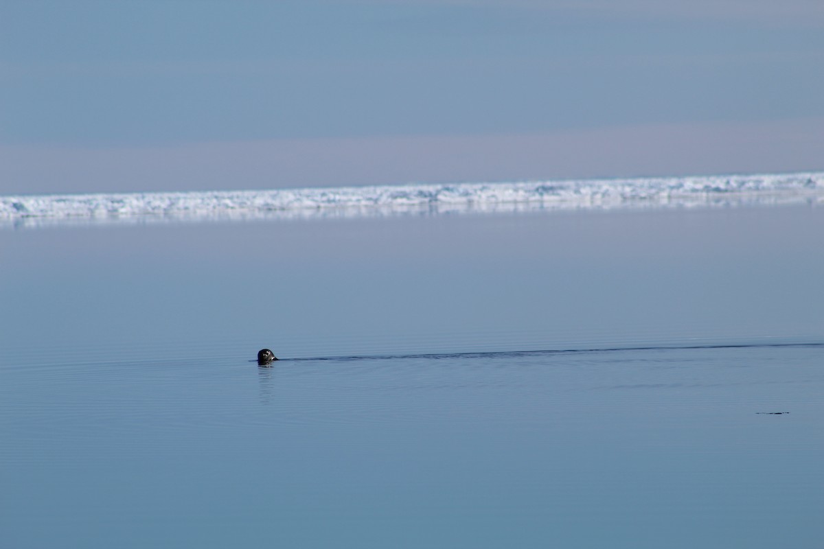 Ringed Seal - ML649970733