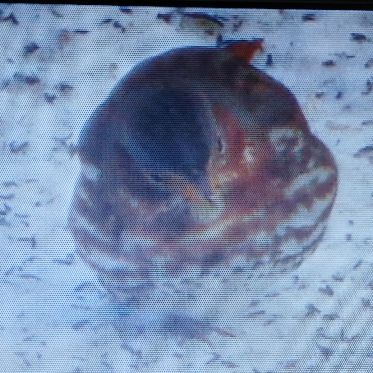 Fox Sparrow - ML649970765