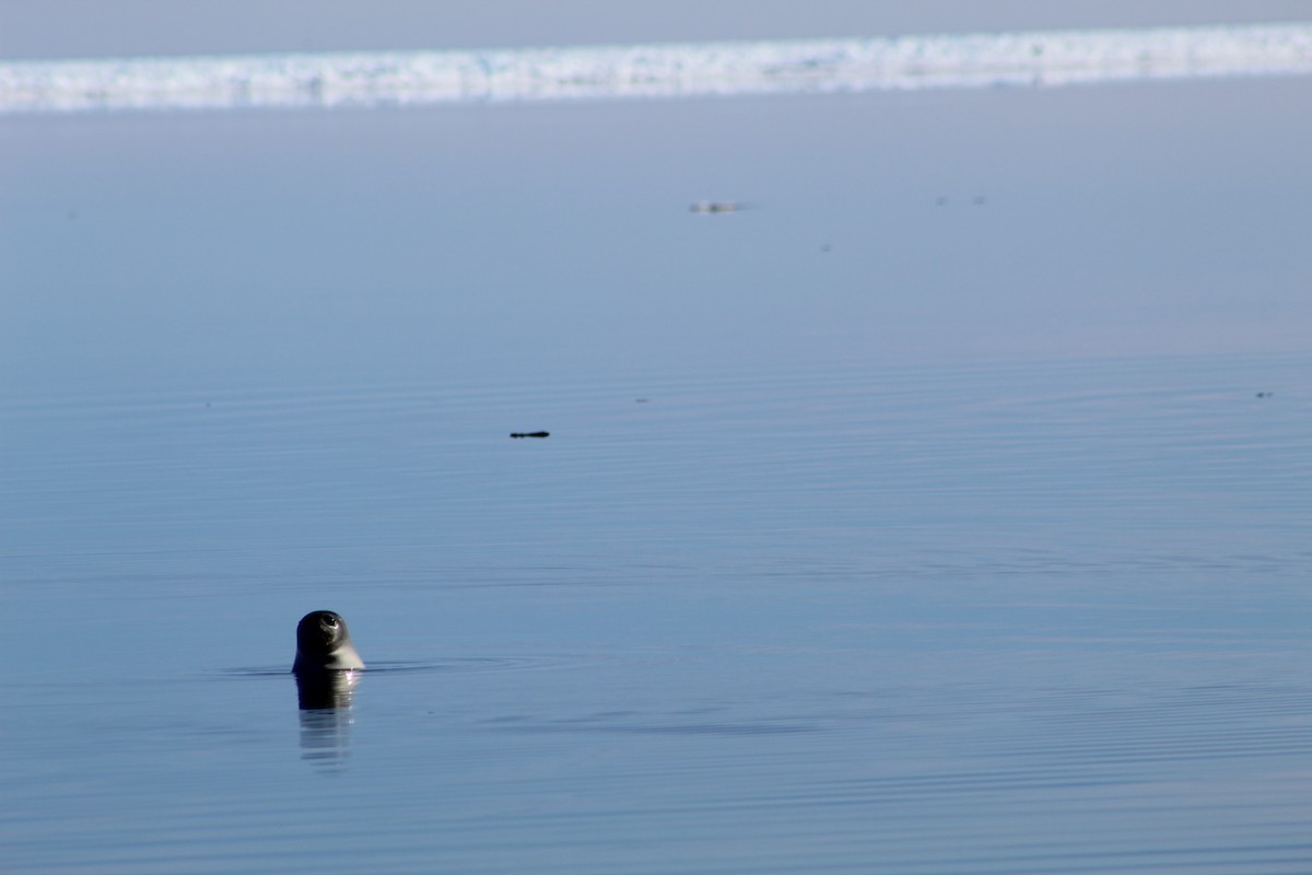 Ringed Seal - ML649970805