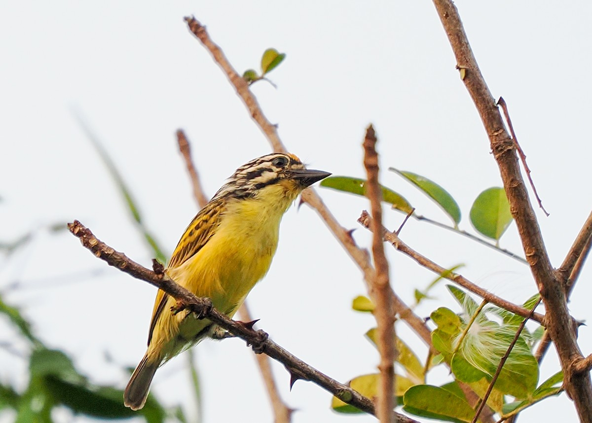 Yellow-fronted Tinkerbird - ML649970946