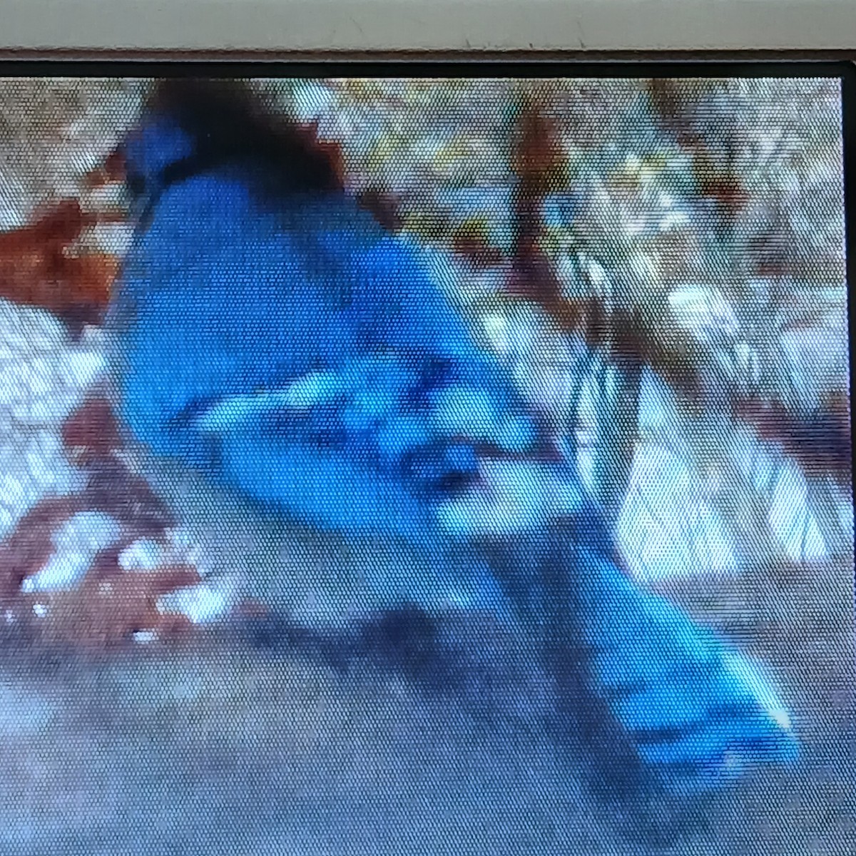 Blue Jay - ML649970970