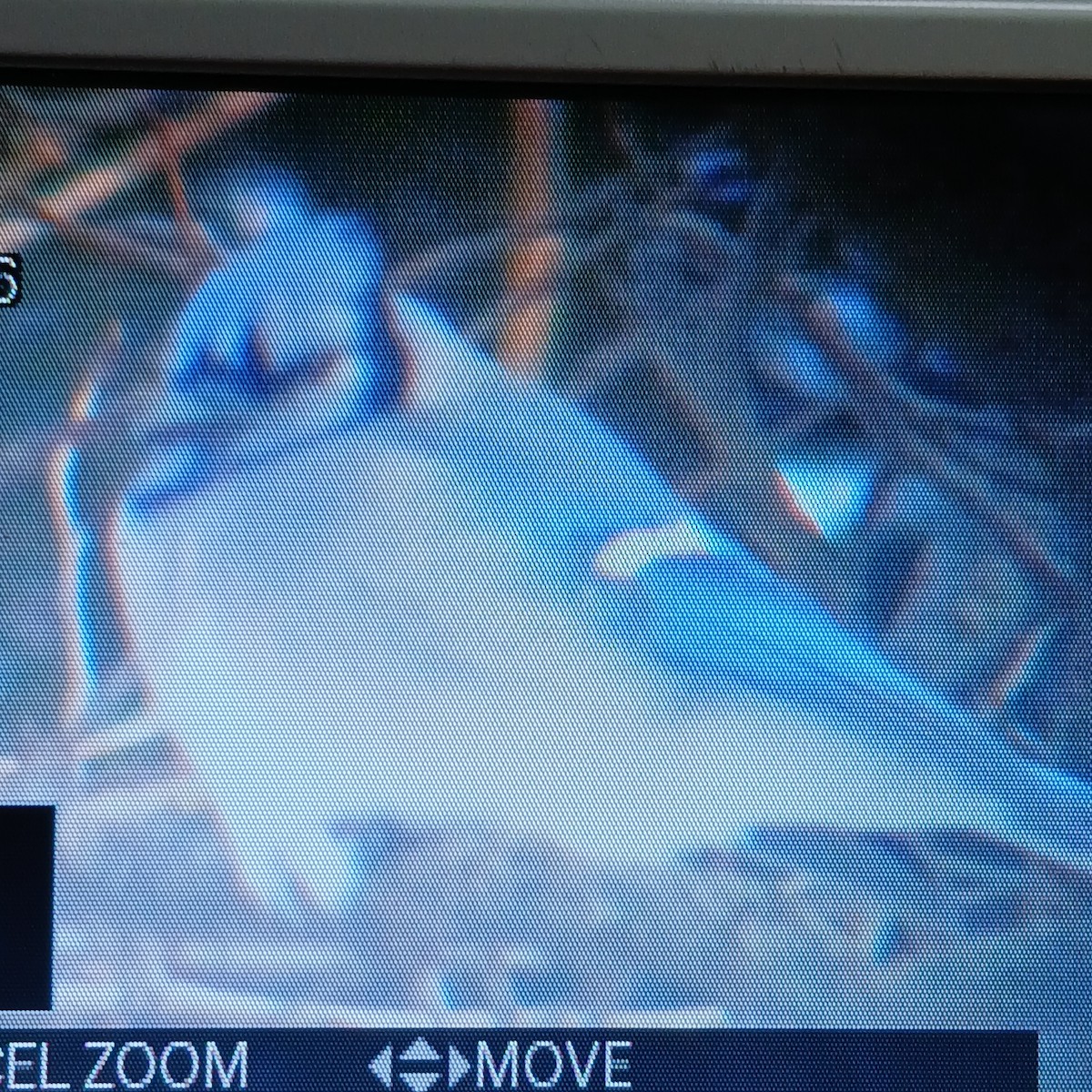 Blue Jay - ML649970997