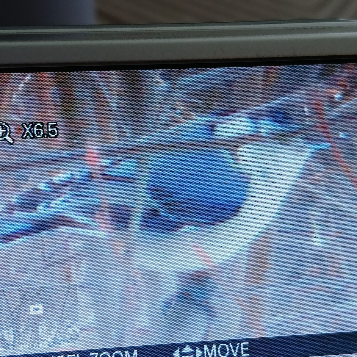 White-breasted Nuthatch - ML649971022