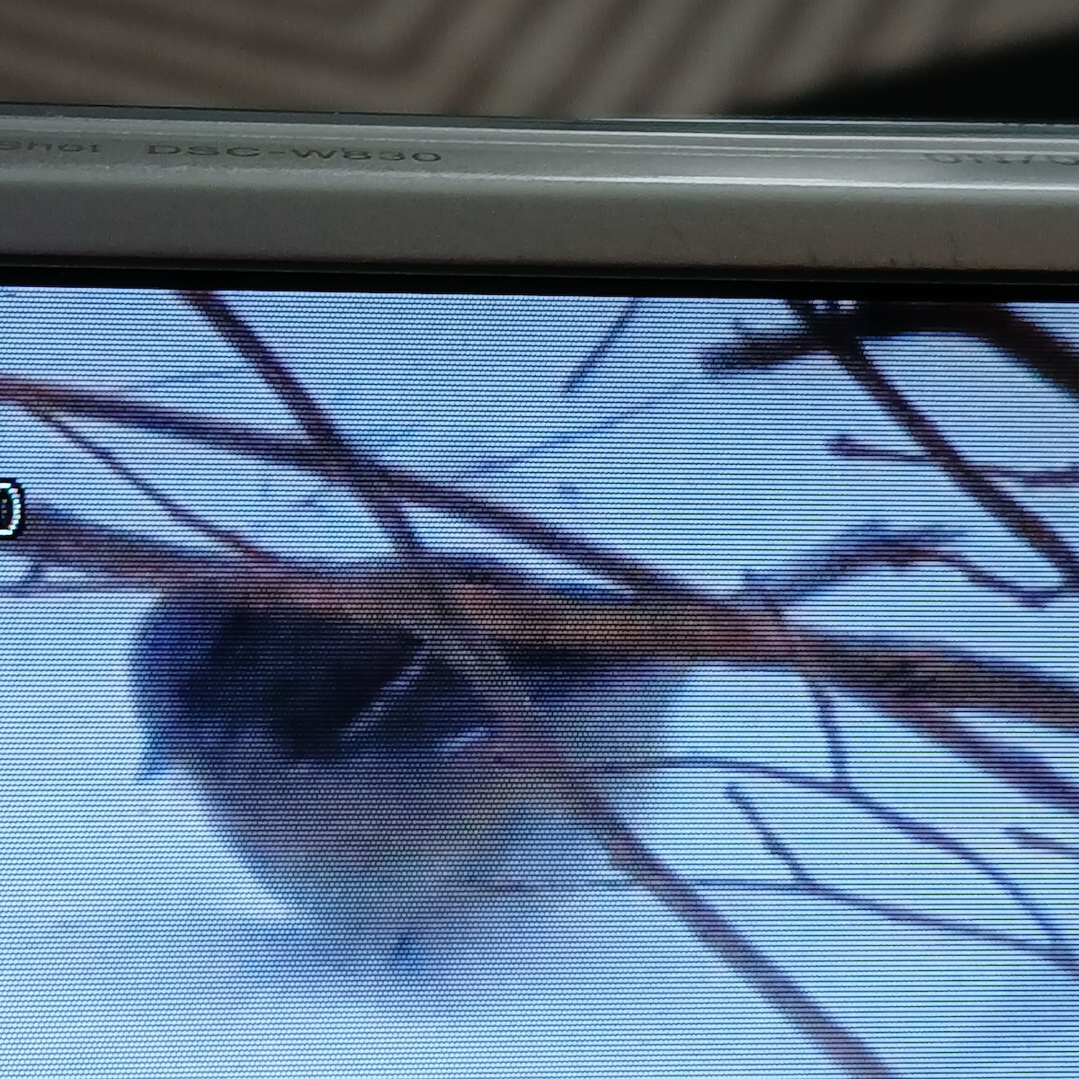 American Tree Sparrow - ML649971035