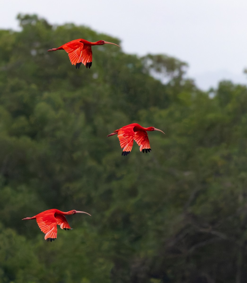 Scarlet Ibis - ML649971353