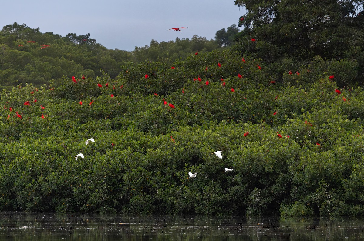 Scarlet Ibis - ML649971354