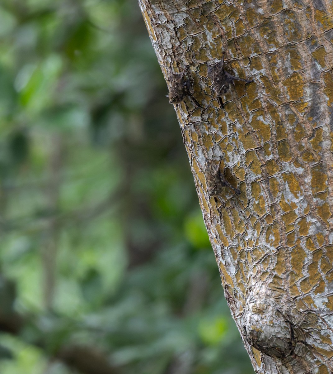 Proboscis Bat - ML649971358