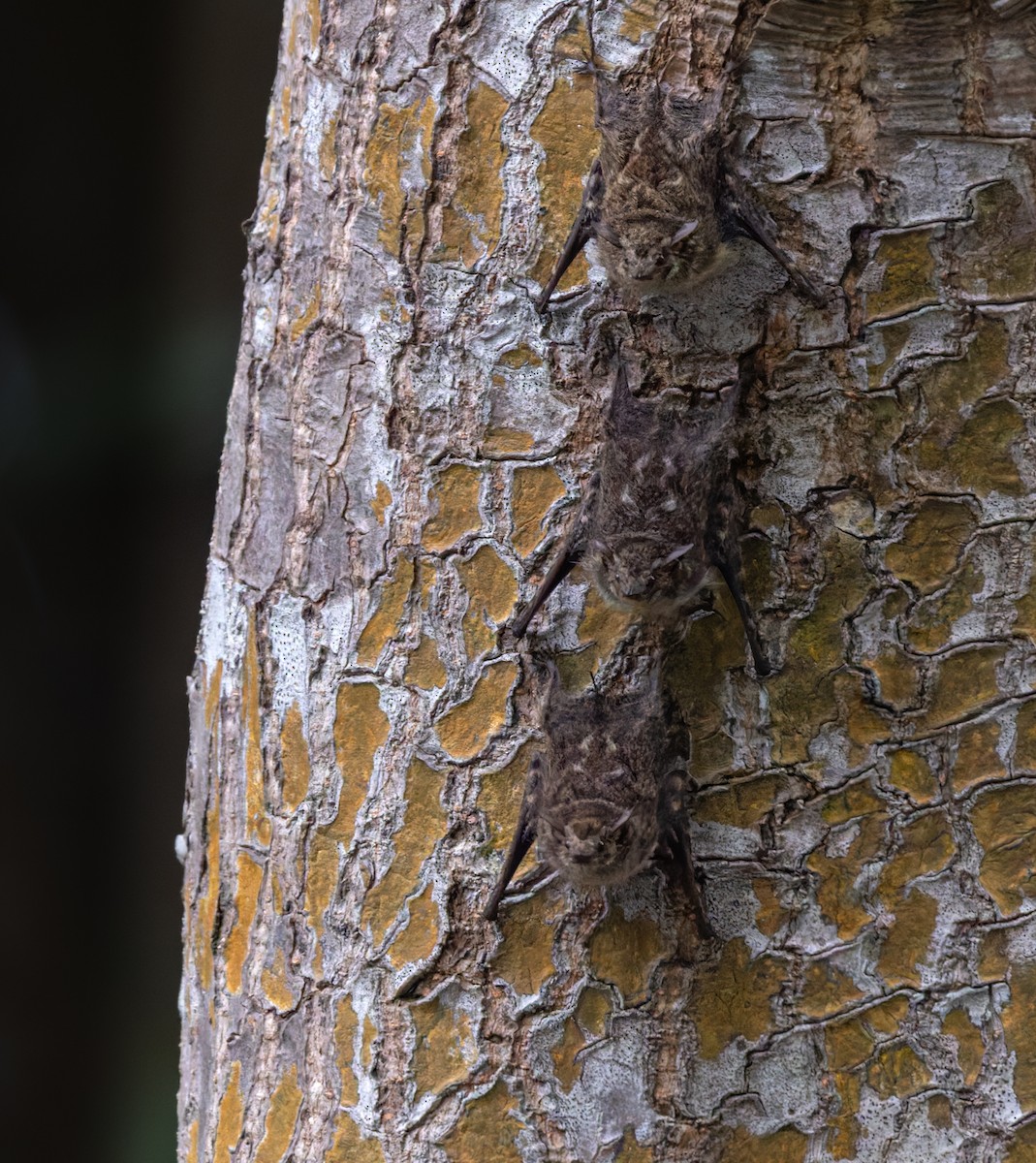 Proboscis Bat - ML649971359