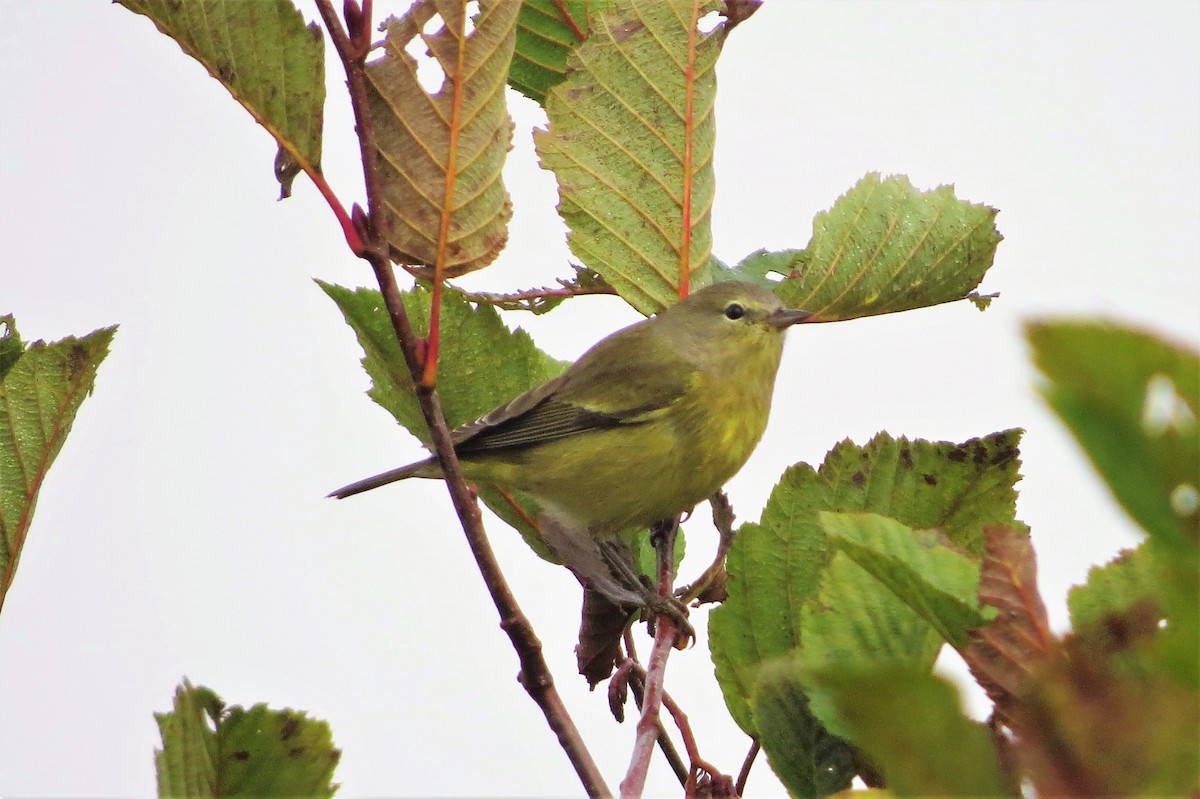 Orange-crowned Warbler - ML64997171