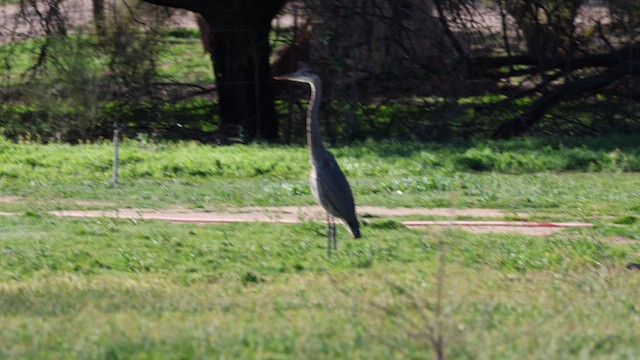 Great Blue Heron - ML649971753