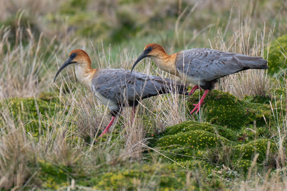 Andean Ibis - ML649972480