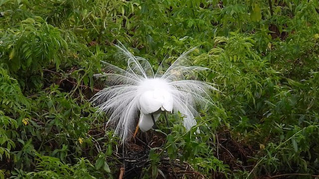 Airone bianco maggiore - ML649972804