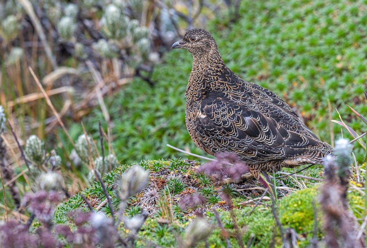 Rufous-bellied Seedsnipe - ML649972903