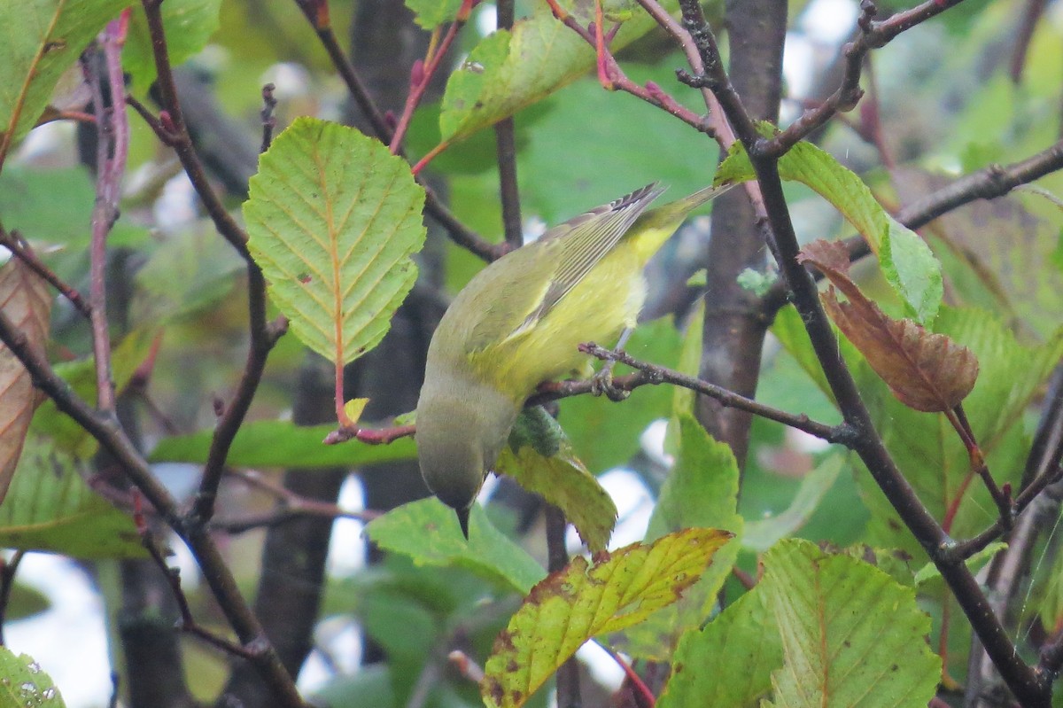 Orange-crowned Warbler - ML64997321