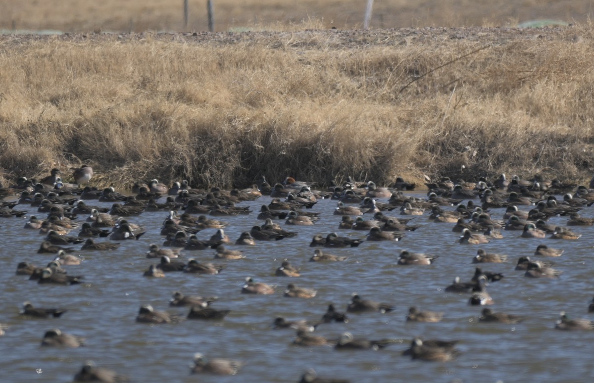 Eurasian Wigeon - ML649973328