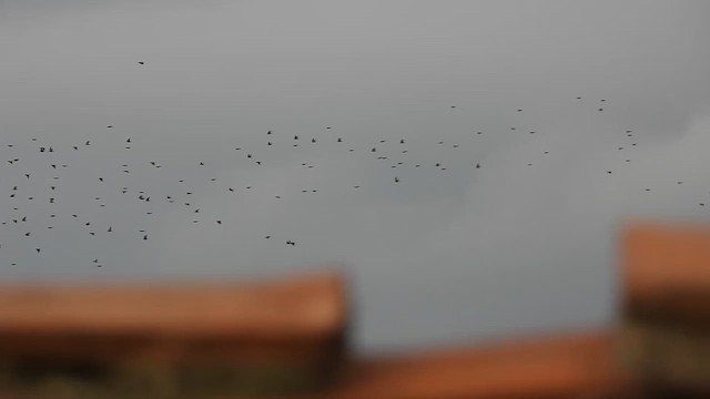 European Starling - ML649973673