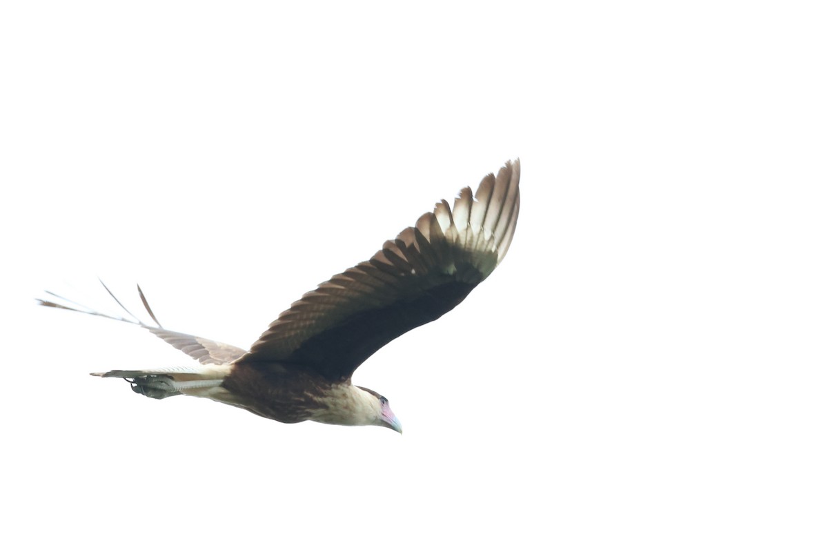 Crested Caracara (Northern) - ML649974052