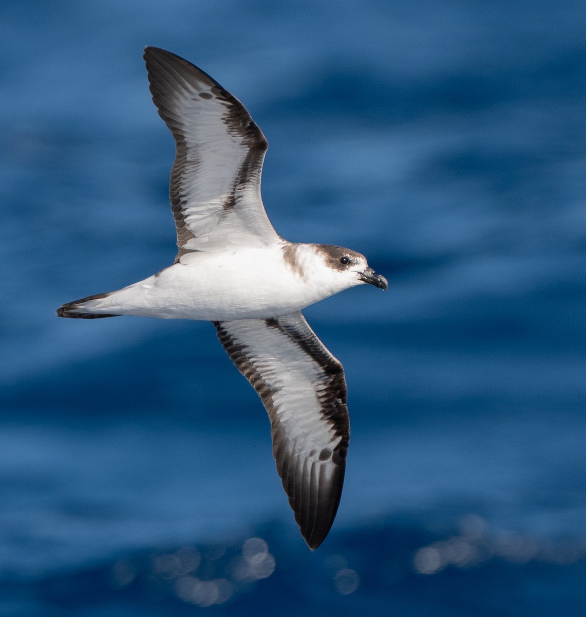 Black-capped Petrel - ML649974277