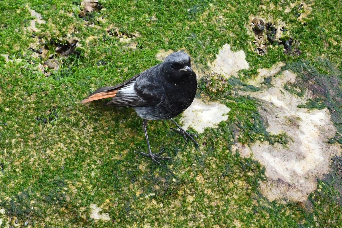 svartrødstjert - ML649975017