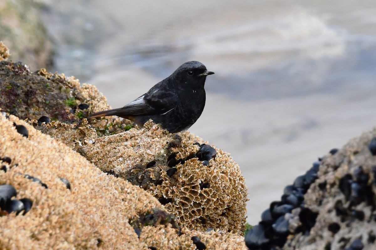 svartrødstjert - ML649975018