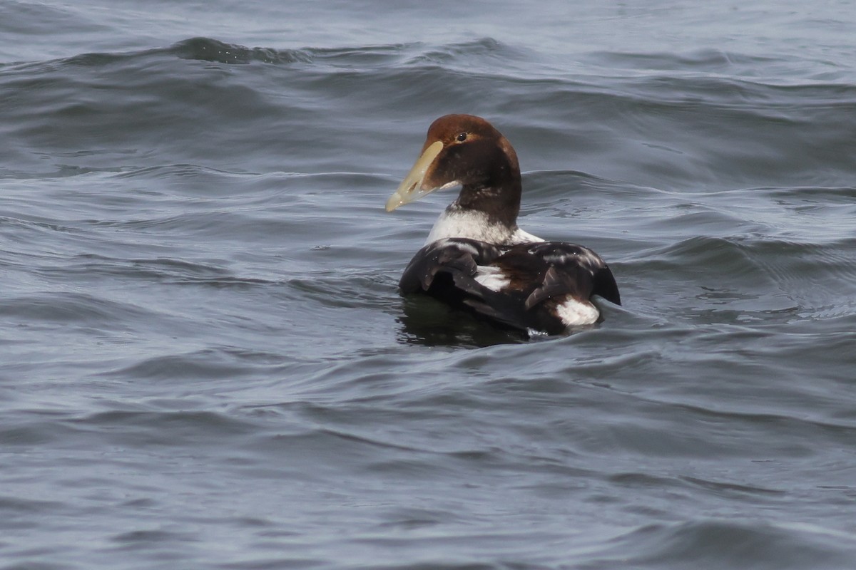 kajka mořská - ML649975040