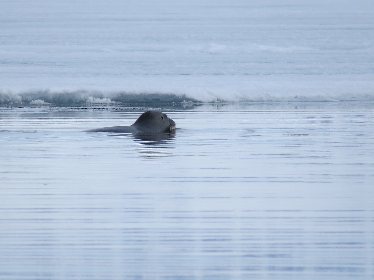 Bearded Seal - ML649975593