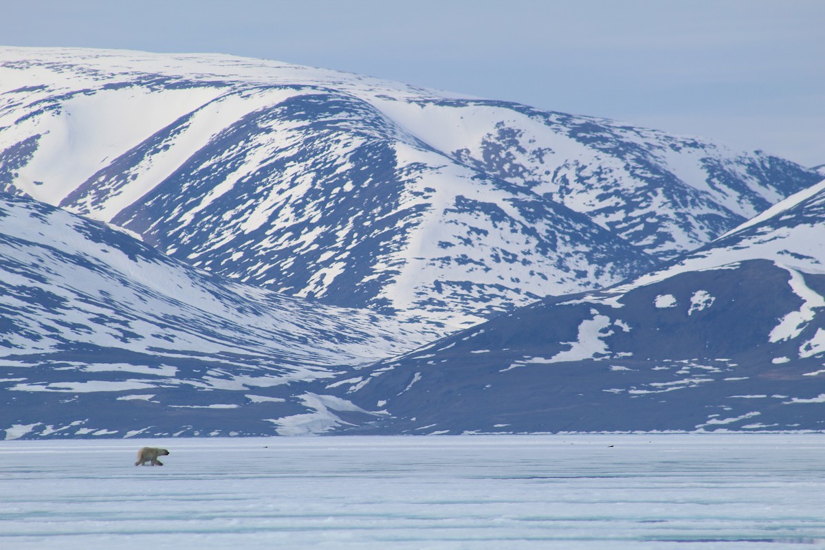 Polar Bear - ML649975594