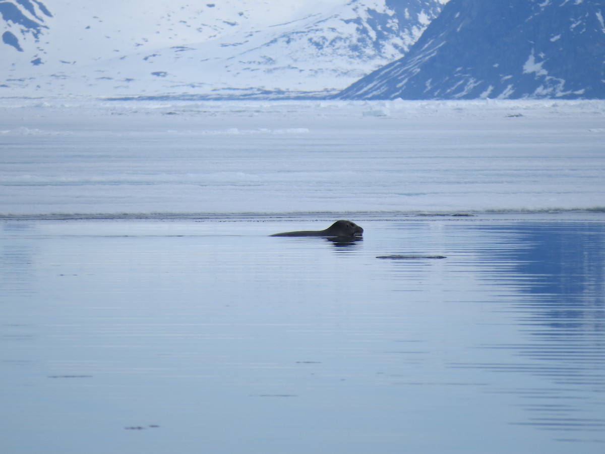 Bearded Seal - ML649975595