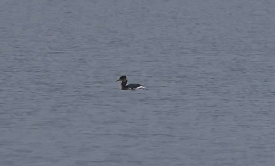 Red-necked Grebe - ML649976114