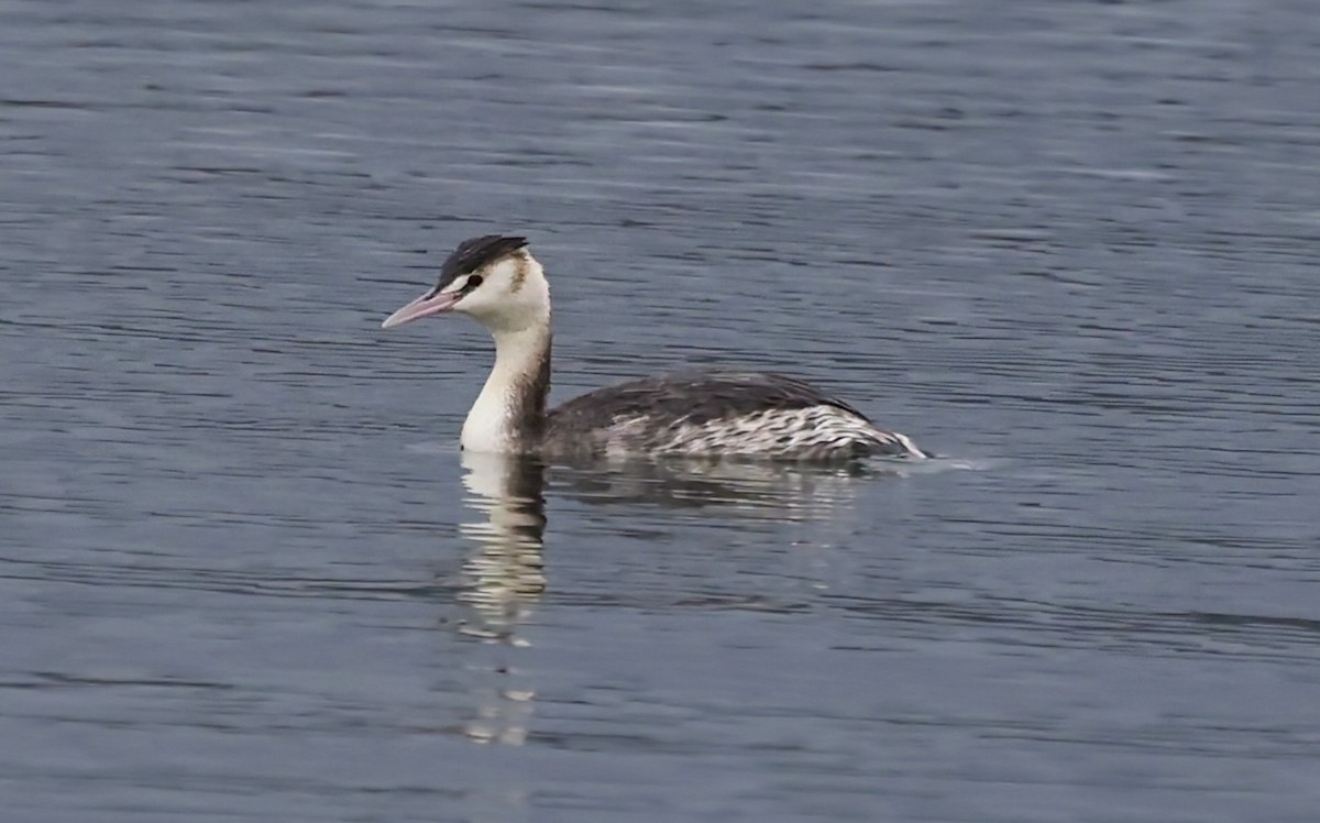 Great Crested Grebe - ML649976133